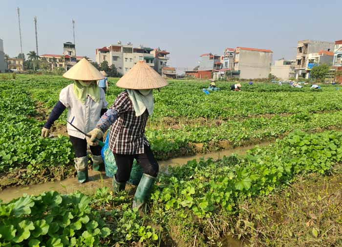 Hai Duong has 30 farm produce cultivation regions associated with connection, consumption